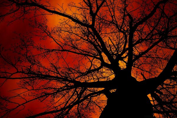 Ebony giant on a red sky background