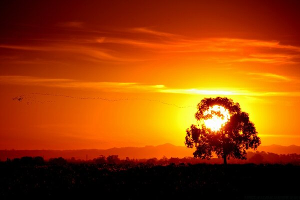 Árvore solitária ao pôr do sol