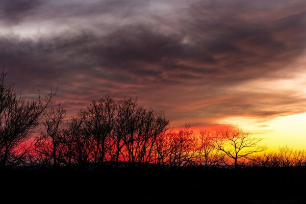 Puesta de sol fría en el bosque de otoño