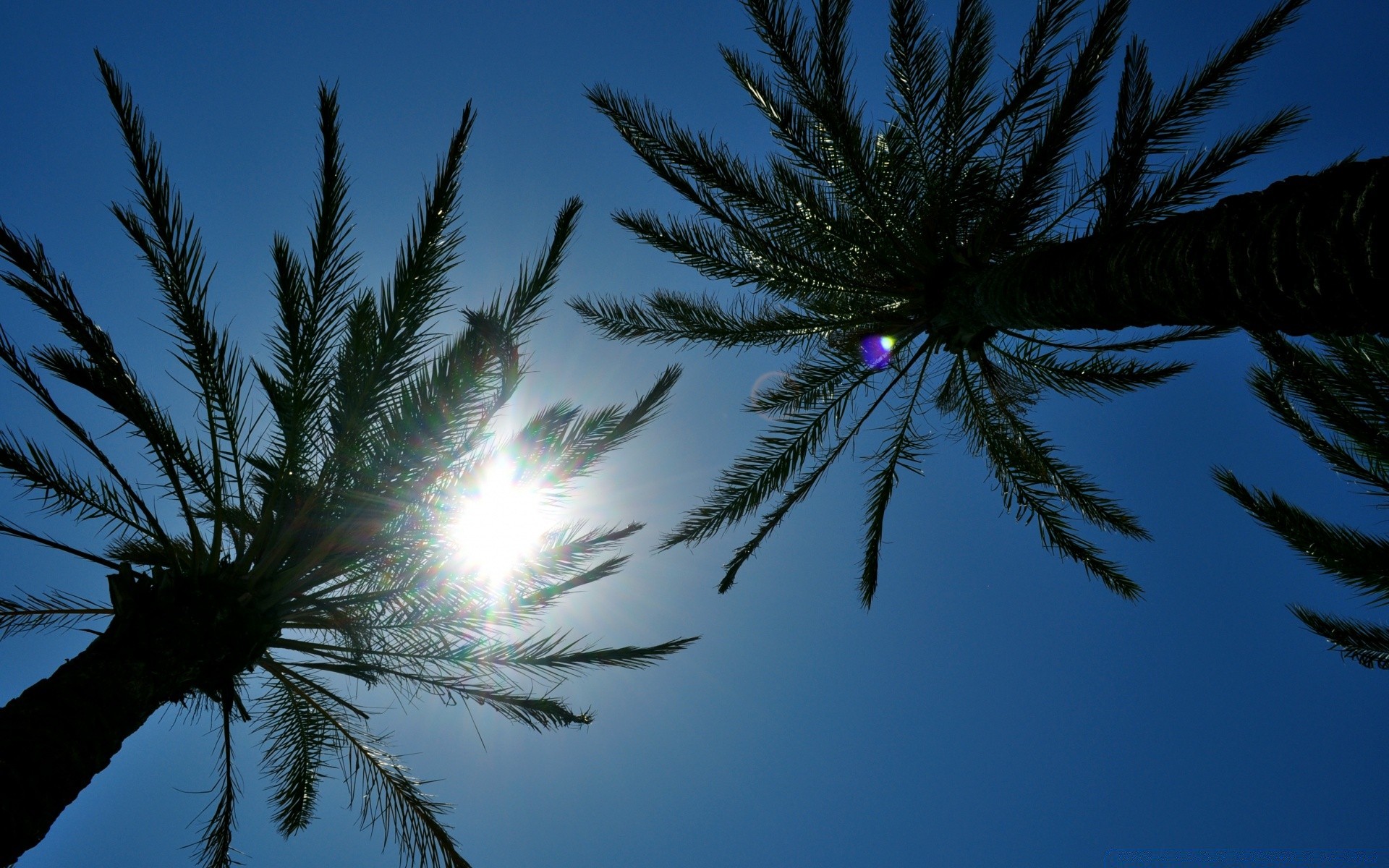 ciel arbre soleil plage ciel nature lumière été palmiers à l extérieur tropical beau temps bureau vacances