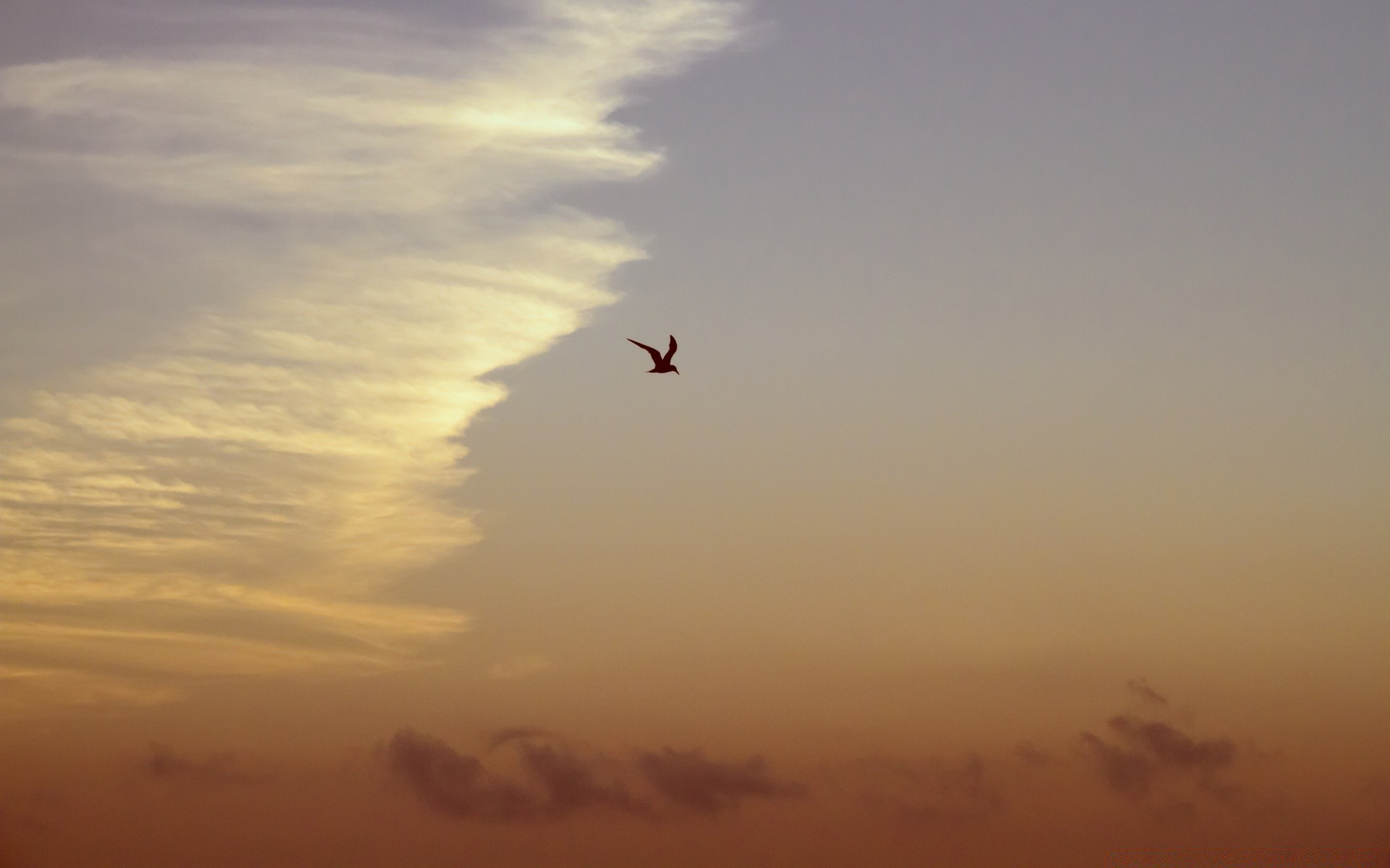 the sky sunset sky evening dawn bird backlit airplane silhouette flight sun aircraft dusk landscape daylight fog beach action fly kite