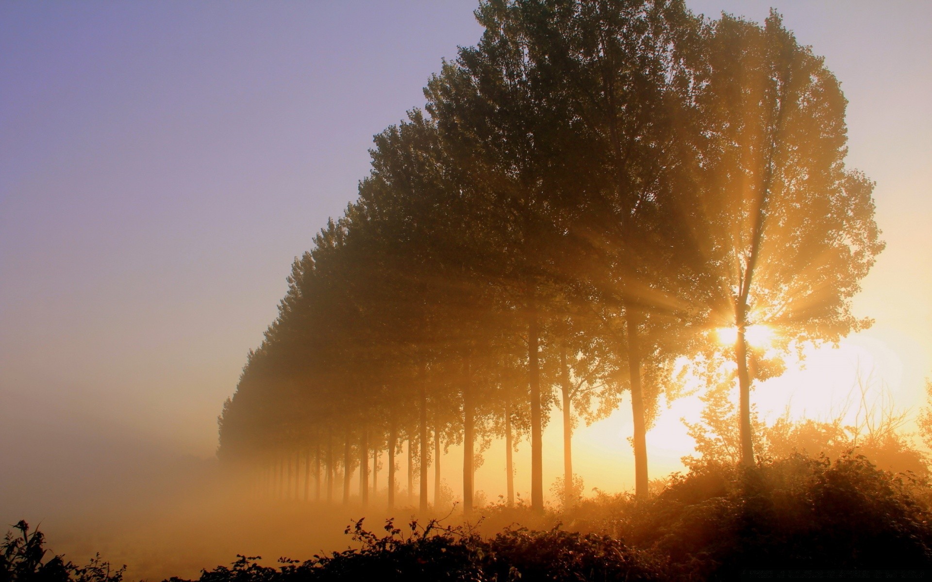 the sky dawn fog tree sunset sun mist landscape nature outdoors fall backlit fair weather winter evening wood countryside light sky weather