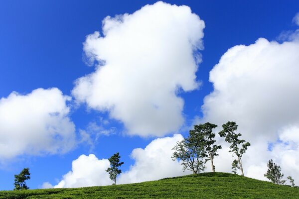 Rare trees reach for huge clouds