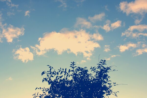 Feuilles par beau temps d été