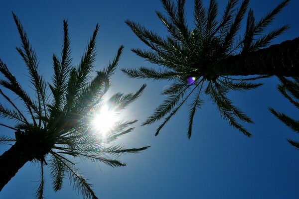 The sun on the beach makes its way through the tree