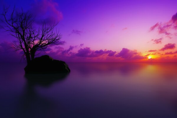 The silhouette of a tree in the colors of the dawn