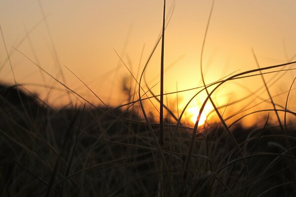 Aube dans le champ. Coucher du soleil. Vert