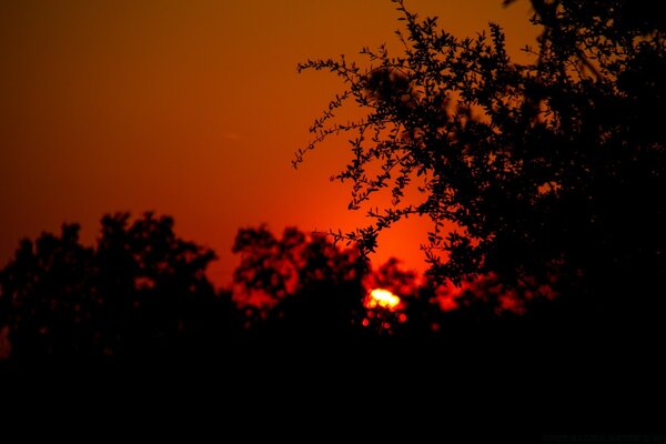 Sonnenuntergang mit Bäumen im Vordergrund