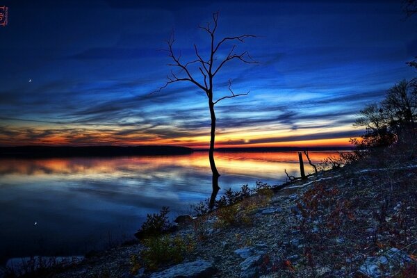 Paesaggio di un albero nudo la sera sullo sfondo del tramonto