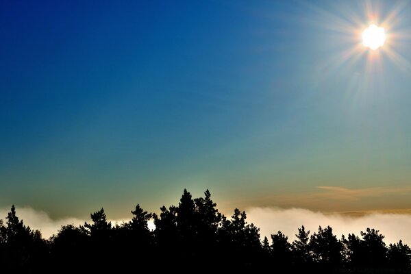 The sun over the tops of the pines