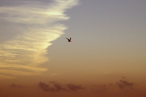 Vogel am Himmel auf Himmelshintergrund