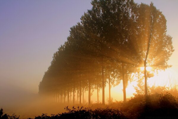 Baum im Morgengrauen im Nebel