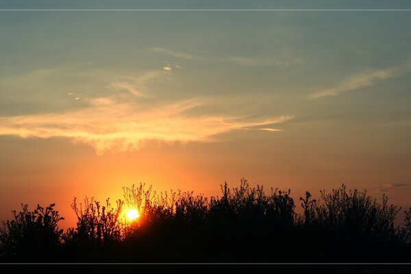 Beautiful sunset on the background of trees