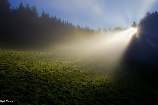 Die Sonne erhellt die Morgenlichtung