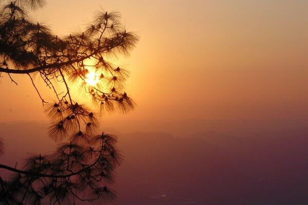 Silhouette de chevrons sur fond de coucher de soleil