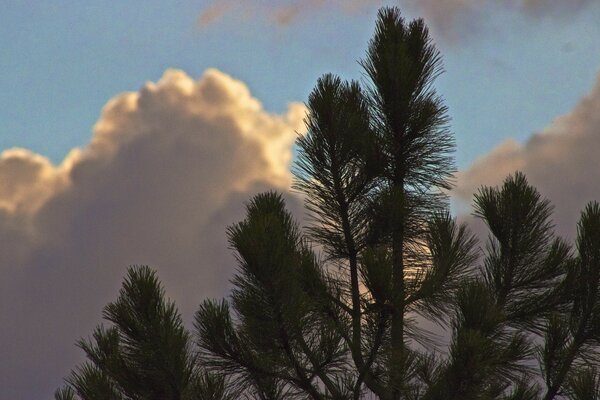 Beau pin sur fond de nuages