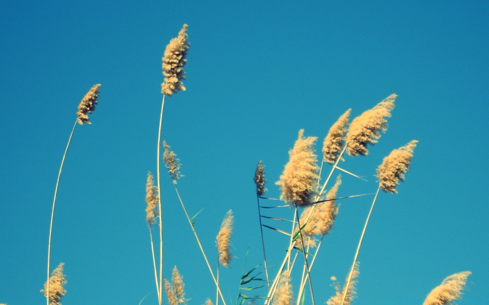 the sky summer reed nature seed grass growth sky sun rural field outdoors fair weather flora season wheat husk bright cereal straw