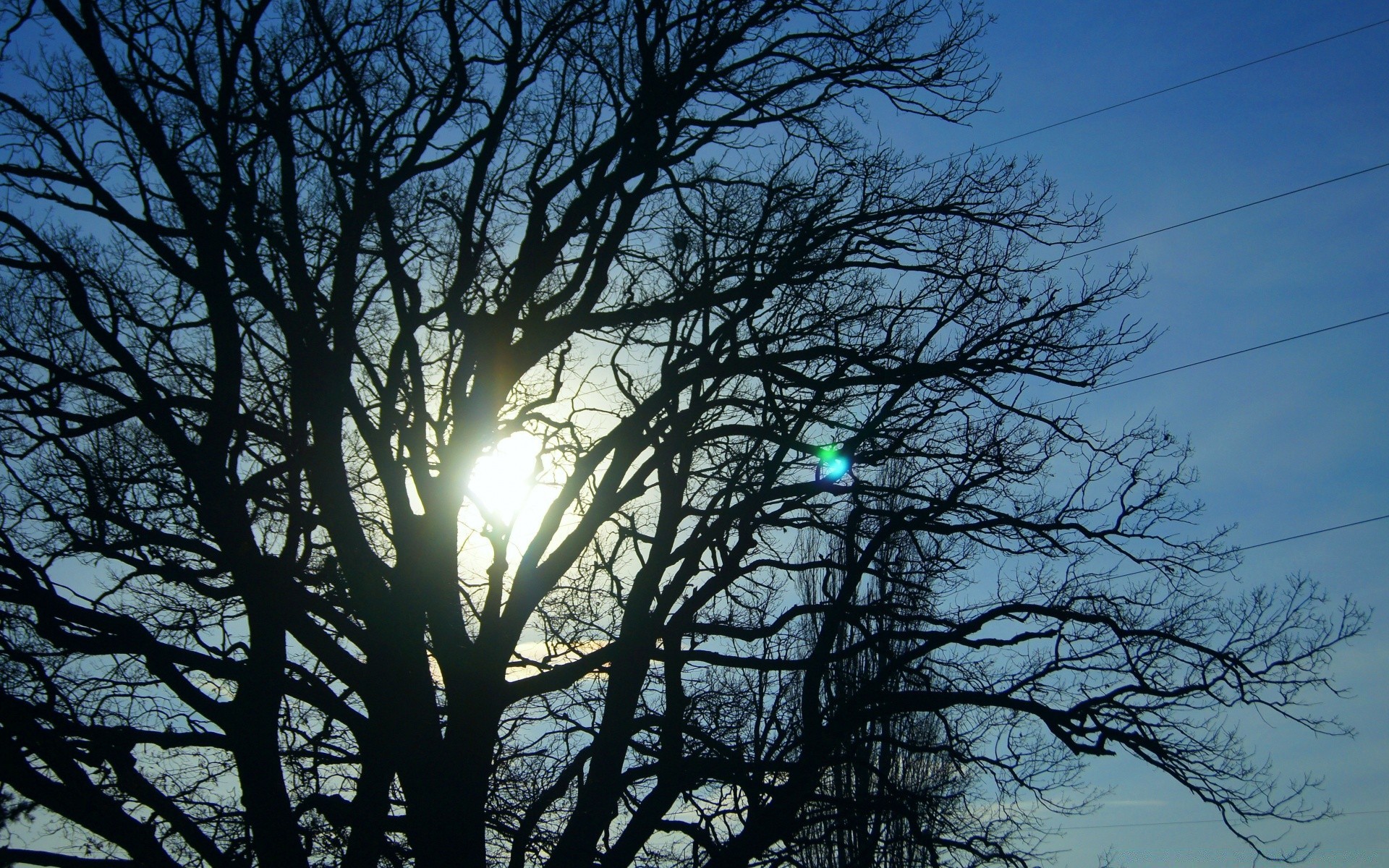 the sky tree landscape wood branch nature environment park fair weather sun dawn leaf weather fall winter outdoors season sky light tall