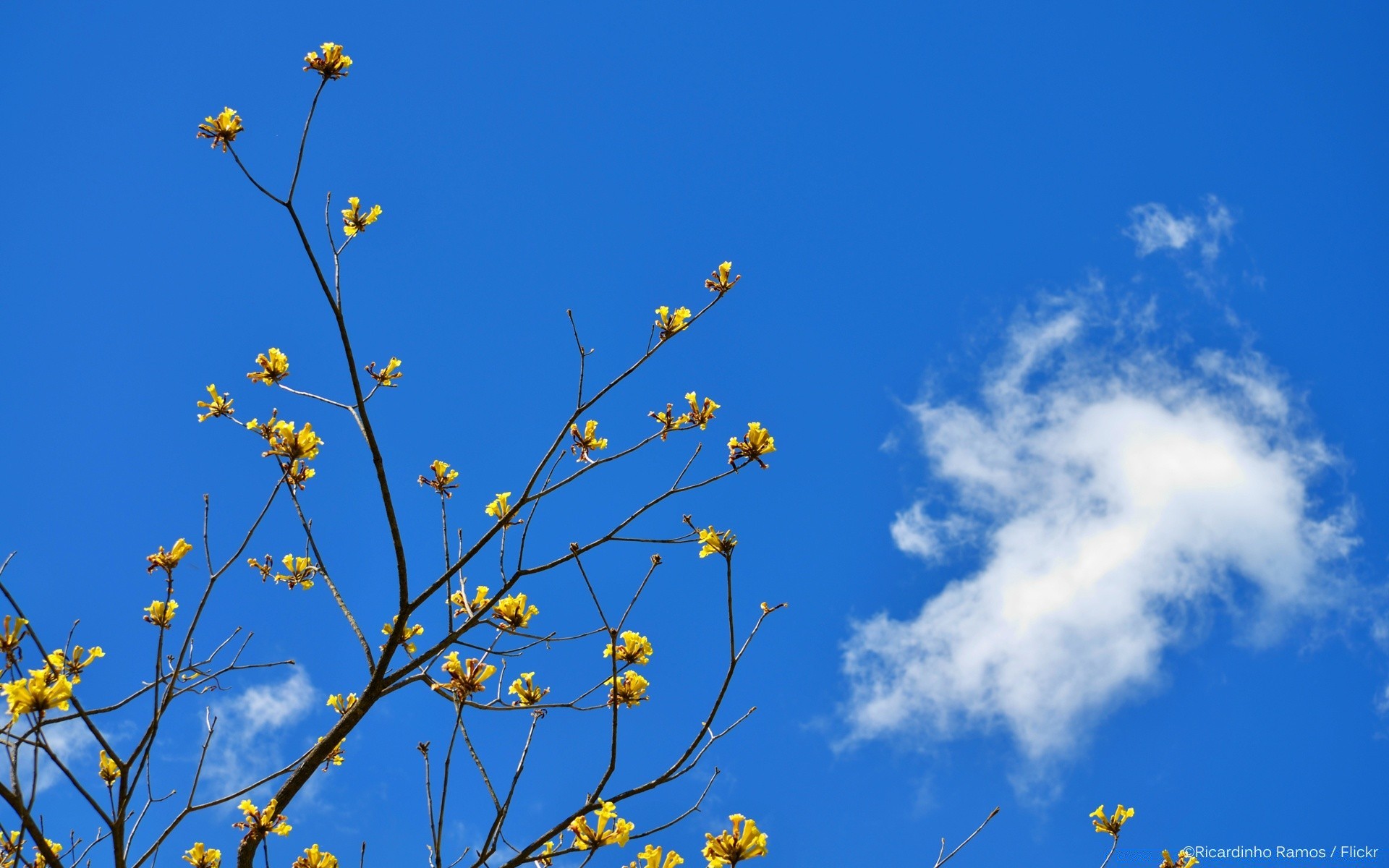 himmel natur blume baum flora wachstum himmel zweig im freien blatt sommer