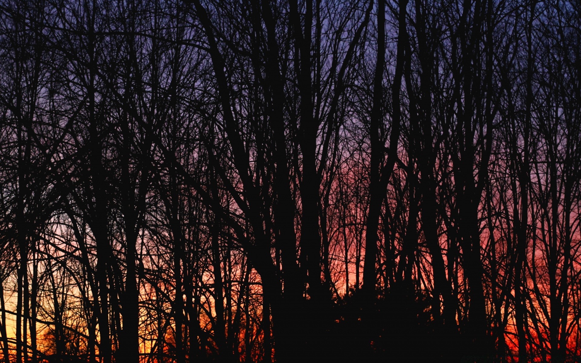 cielo árbol madera amanecer paisaje naturaleza otoño buen tiempo parque sol al aire libre medio ambiente niebla hoja