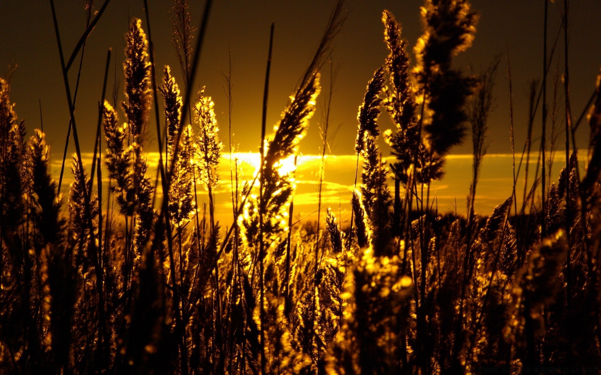 himmel landschaft sonne gold sonnenuntergang dämmerung natur feld licht flocken im freien des ländlichen gutes wetter sommer abend himmel