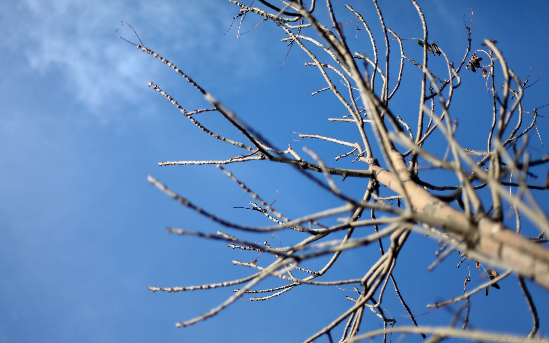 天空 天空 自然 树 冬天 树枝 霜冻 户外 好天气 天气 植物群 雪 叶 蓝天 木材 季节 景观 太阳