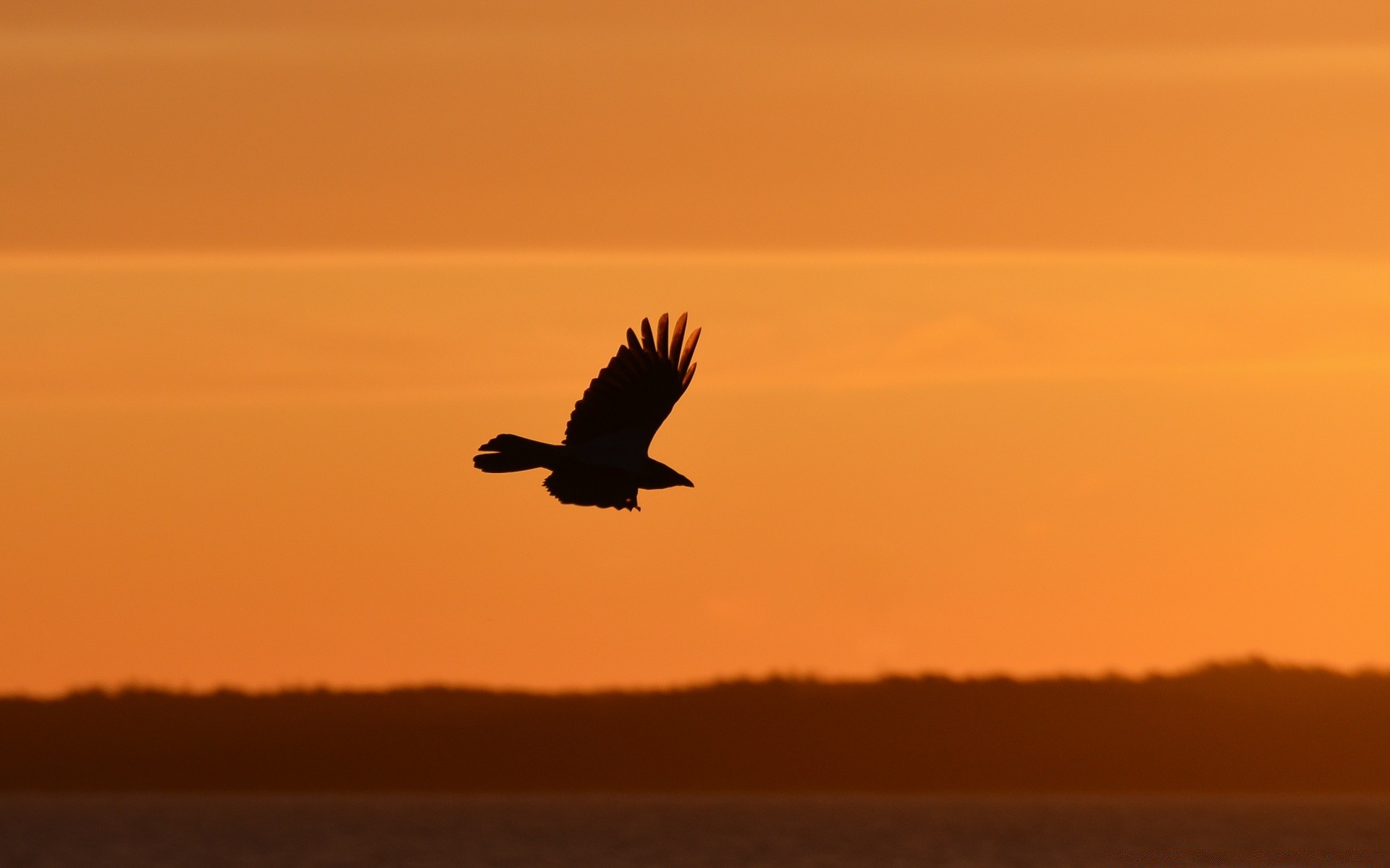 cielo uccello tramonto crepuscolo alba sera cielo raptor all aperto fauna selvatica acqua illuminato natura