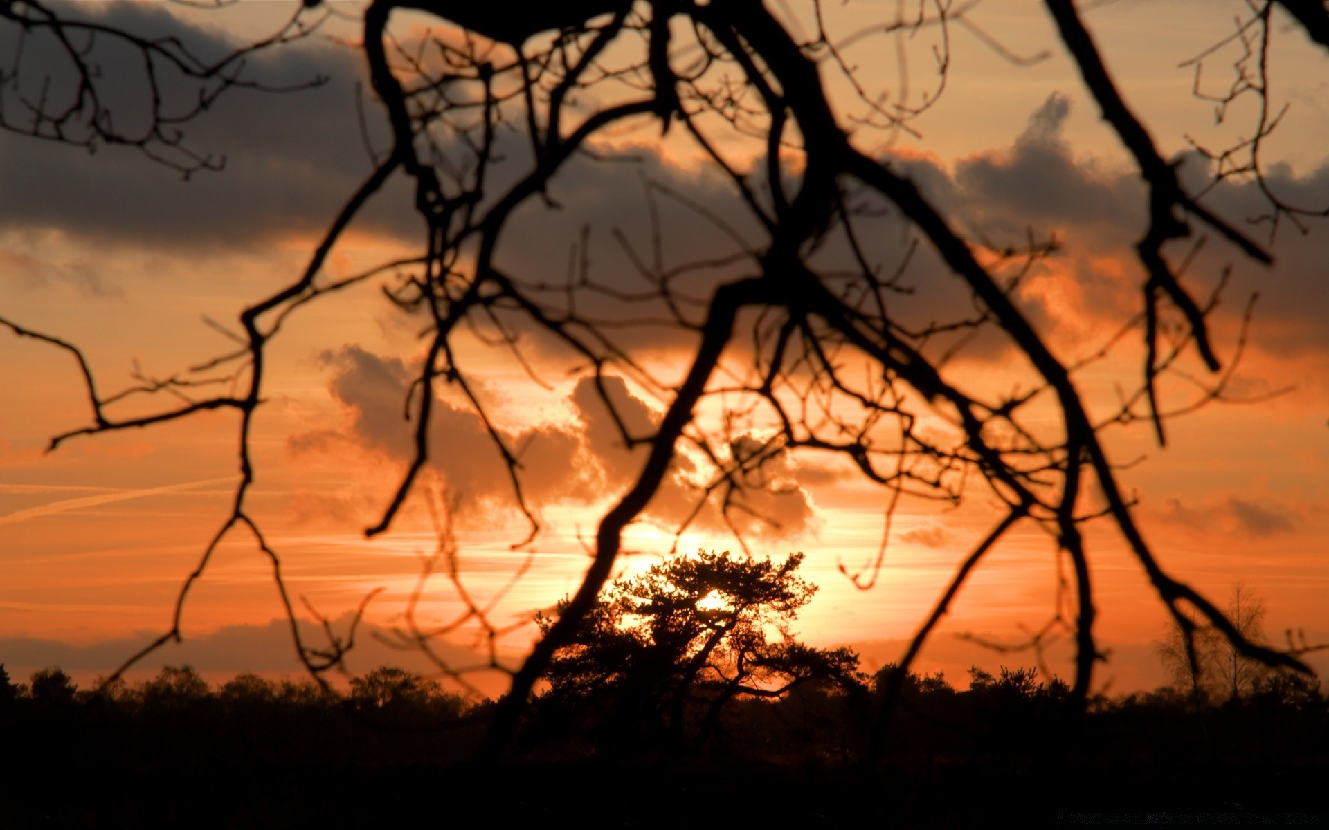 the sky sunset tree silhouette landscape dawn nature evening dusk sky backlit sun light fall dry shadow dark weather wood branch