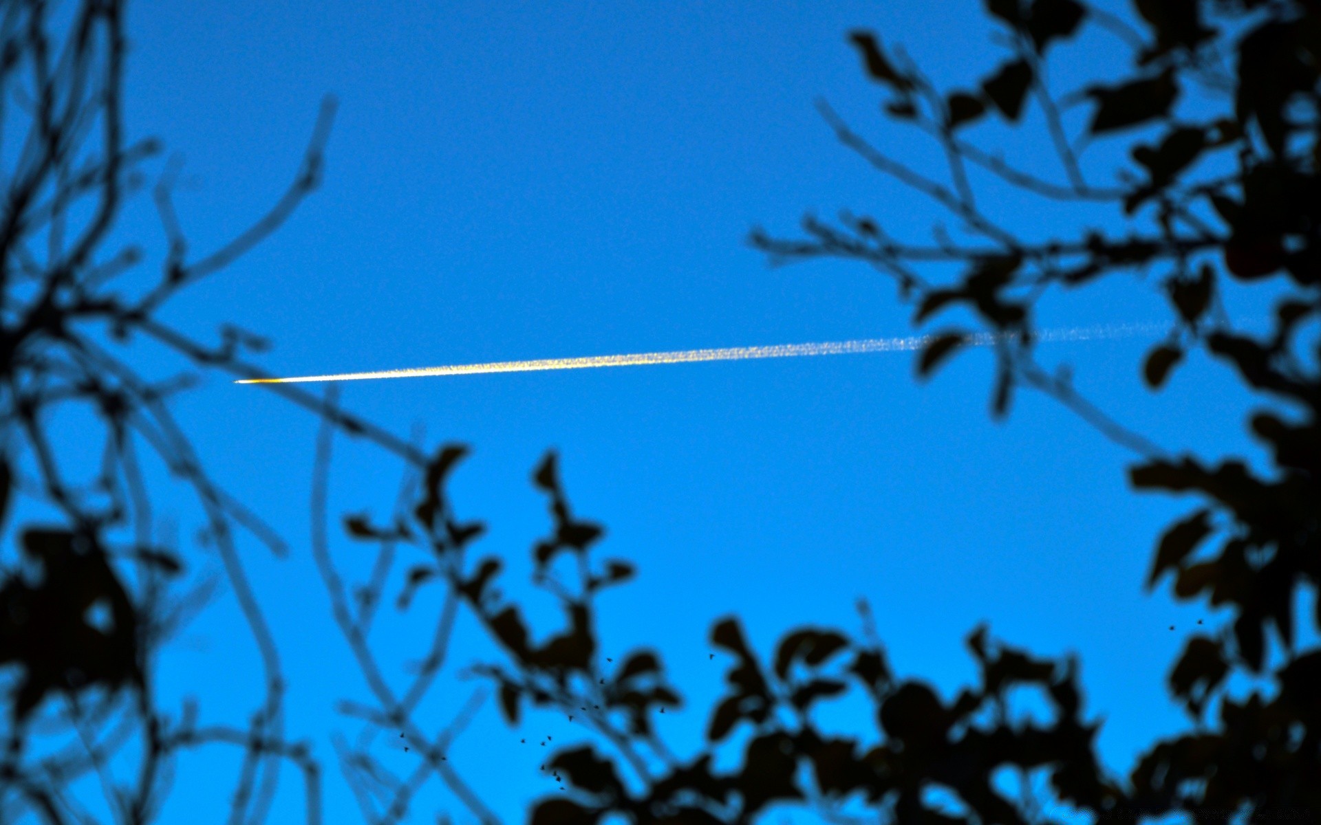 ciel arbre silhouette ciel nature oiseau branche rétro-éclairé lumière bureau à l extérieur paysage feuille