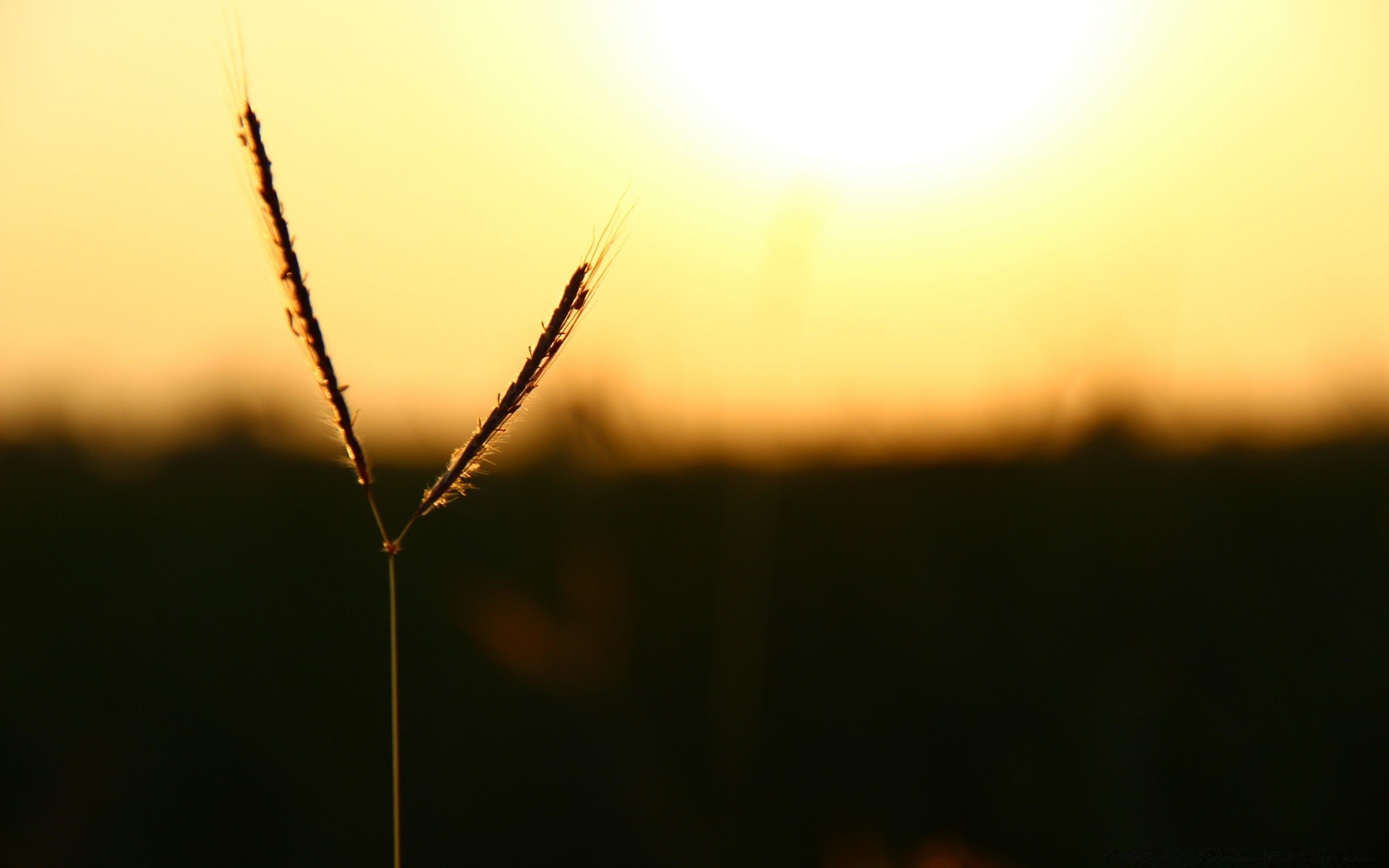 the sky monochrome spider dof insect nature blur dawn abstract sunset focus light garden sun backlit leaf color landscape flower