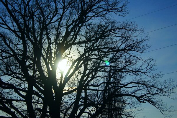 El sol brilla a través de las ramas de un árbol