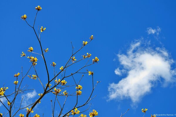 Fiori che sbocciano sullo sfondo del cielo