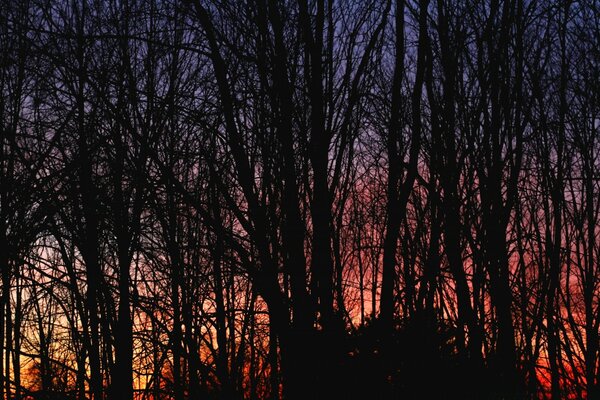 Dunkler Wald vor dem Hintergrund der roten Morgendämmerung