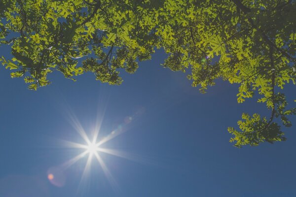 Árbol y cielo azul en un día soleado