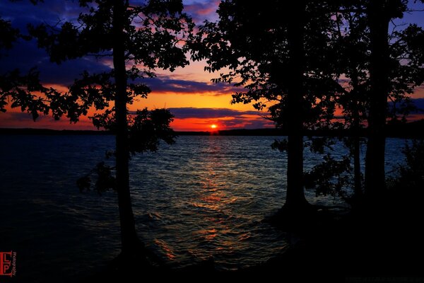 Dark silhouettes of trees by the water against the background of the red sunset sun