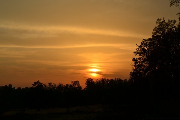 Silhouettes d arbres et le soleil couchant