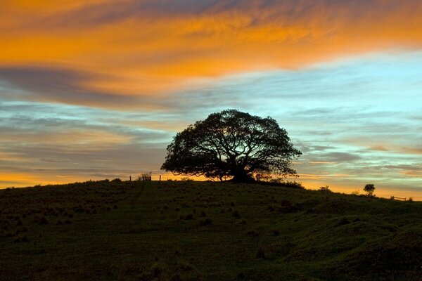 Colina con un árbol en el fondo de la puesta de sol