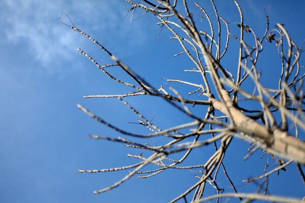 Trockener Baum auf einem blauen Himmelshintergrund