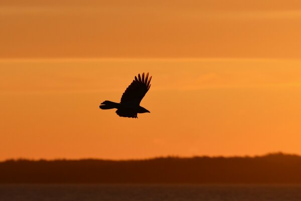 Silhouette eines Vogels am untergehenden Himmel