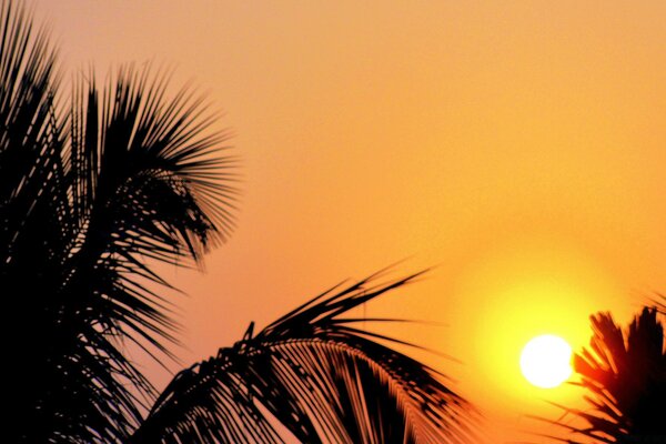 Sunset on the background of palm trees