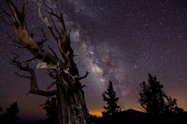 Silueta de un árbol contra el cielo estrellado