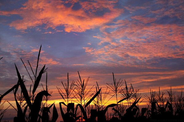 Campo de milho no fundo do pôr do sol