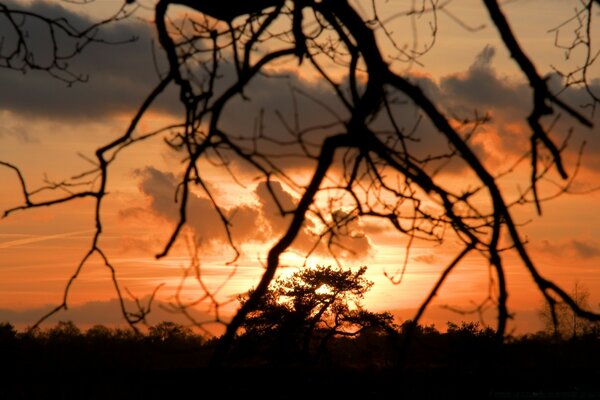 Vista de la puesta de sol a través de una rama de árbol