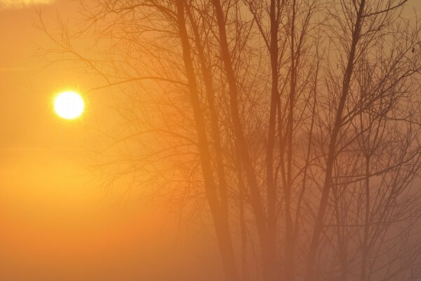 Albero senza foglie e disco del sole