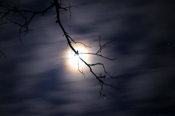 The sun on a branch in a haze of clouds