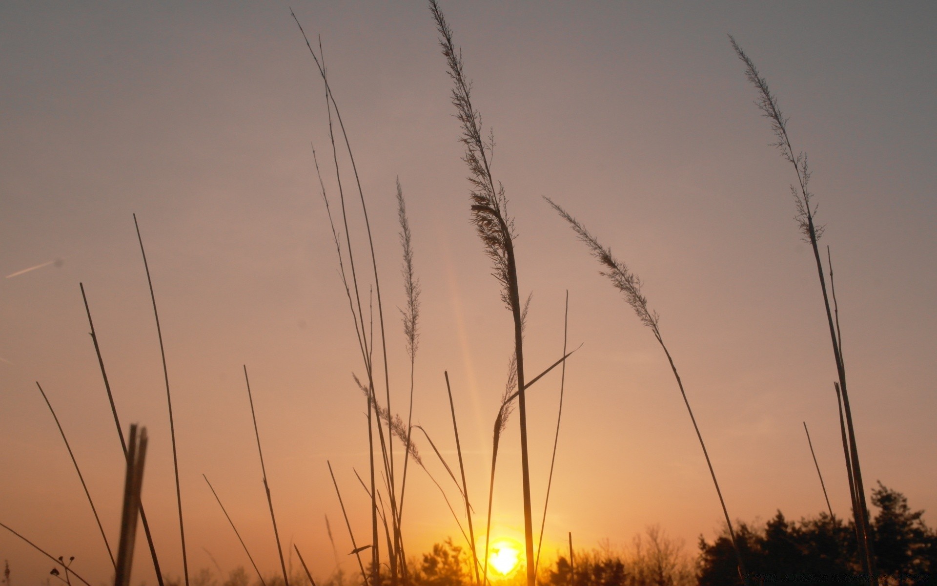 cielo tramonto alba sole paesaggio cielo natura estate reed inverno silhouette campo erba luce rurale vento fattoria spiaggia all aperto bel tempo