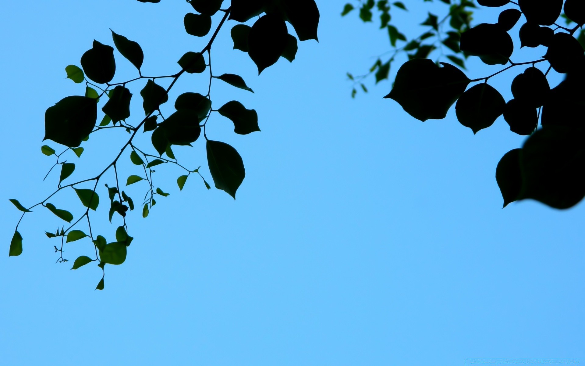 天空 鸟 自然 叶子 树 户外