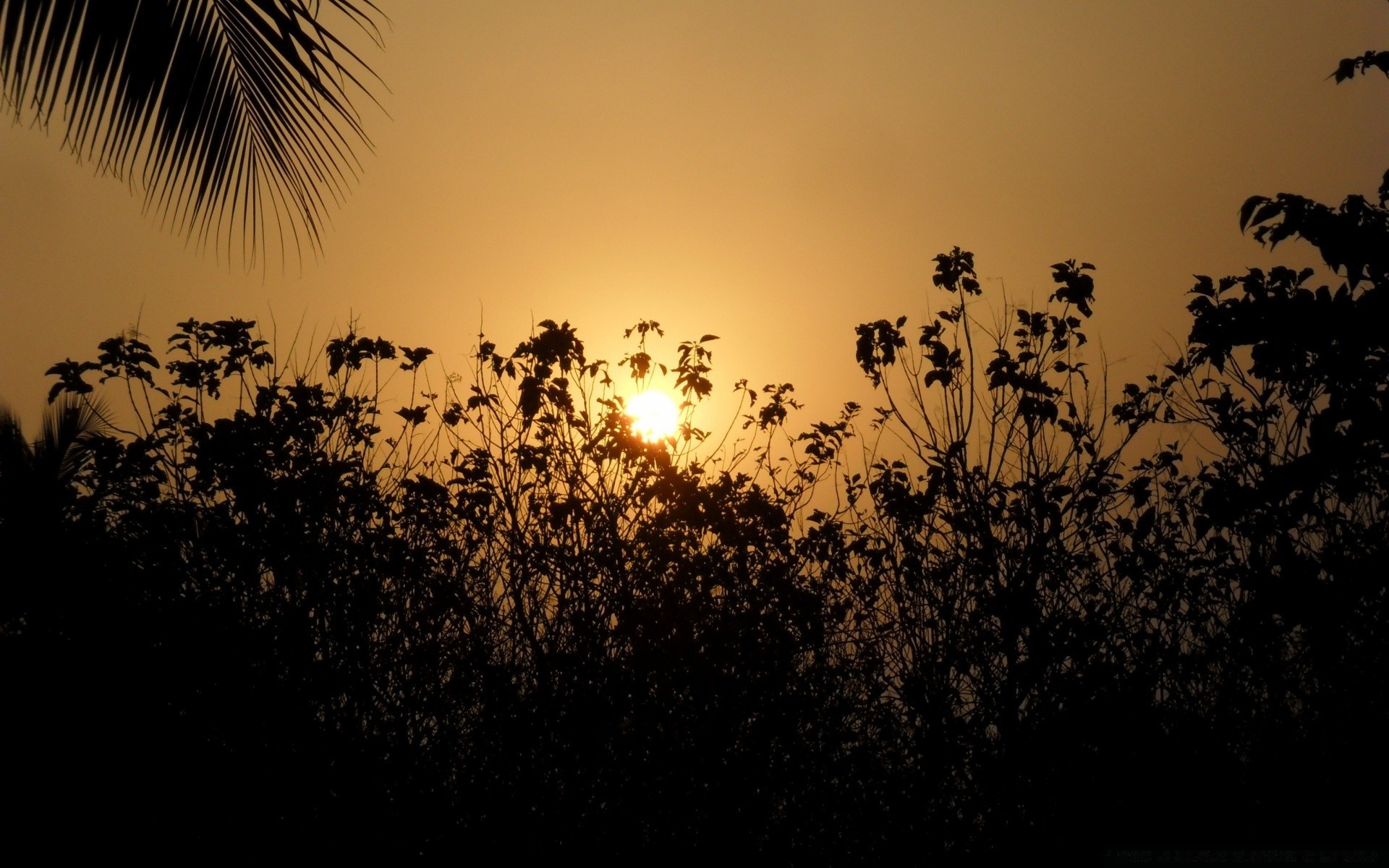 ciel silhouette coucher de soleil soleil aube rétro-éclairé arbre nature soirée crépuscule paysage ciel à l extérieur été lumière oiseau