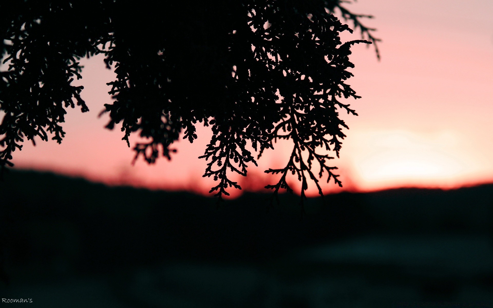 ciel arbre silhouette aube rétro-éclairé soleil coucher de soleil nature soir ciel paysage lumière bois à l extérieur crépuscule beau temps bureau branche hiver