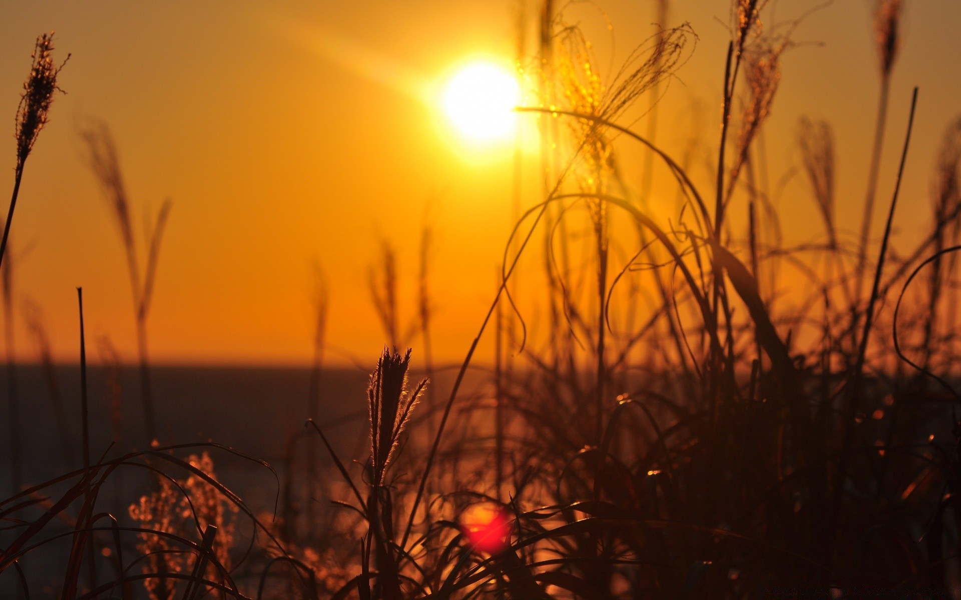 the sky sunset sun dawn silhouette evening landscape light backlit dusk fair weather nature sky field grass summer fall outdoors gold